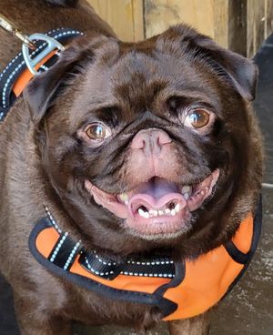 Our resident "Pug Dug"....Introducing Miss Winifred ❤️  at Curran Geal in Edinburgh