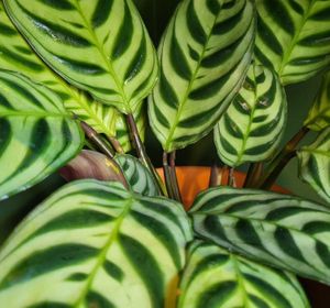 It's  jungle in here.... at Curran Geal in Edinburgh