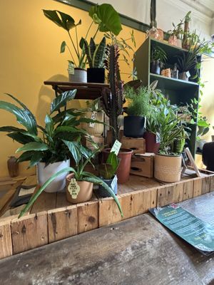   at Curran Geal in Edinburgh