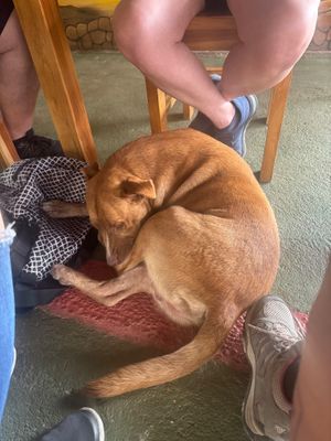 Street dog that came to hang out at El Rincon Colombiano in El Valle De Anton