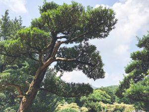 Garden at Mat Su Cha Kei - 松茶榭 in Kowloon