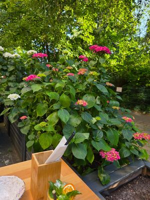  at The Butterfly Lovers in Berlin