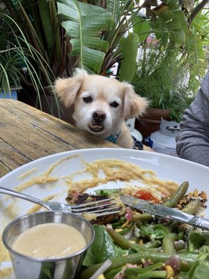 My dog wants to be vegan  at The Floridian in St Augustine