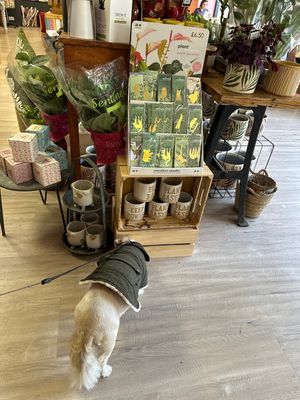 Sniff out the gifting opportunities  at Laughing Dog in Brighton