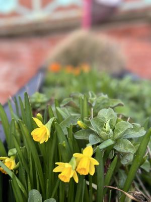 Lovely planter used as a wind breaker. Good idea!  at Ice Cafe in Brighton