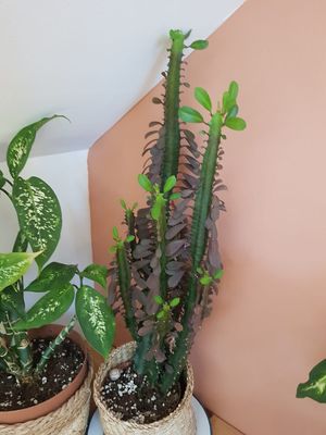  at The Porthole in Woolacombe