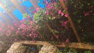  at Green Frog in Zakynthos