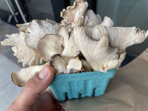 Oyster mushrooms   at Long Beach Southeast Farmers Market in Long Beach