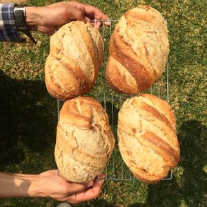 Wholewheat loaves at Love and Karma in Midrand