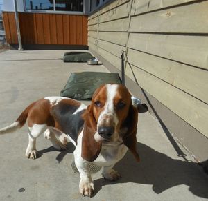 Bring your canine friends!  Our Barking Lot is a fine spot for them to wait while you do some shopping. at Three Rivers Market in Knoxville