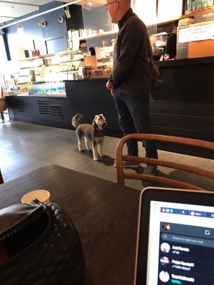 This branch is also dog friendly 💚 at Starbucks Coffee in Sittingbourne