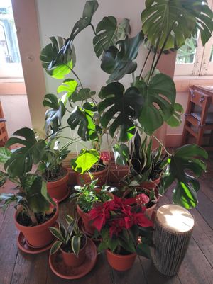 Plants at Cor de Tangerina in Guimaraes