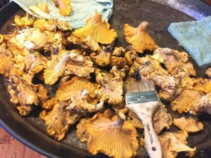 Cleaning freshly harvested chanterelles. at Julia's Vegetarian Restaurant in Pacific Grove