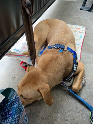 Dog friendly at Bouldin Creek Cafe in Austin