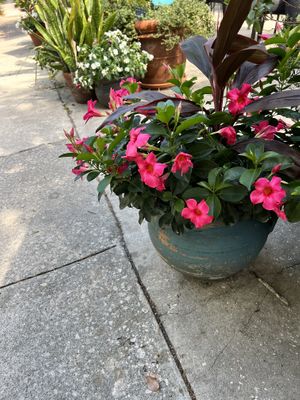 Scenery  at Eola General in Orlando