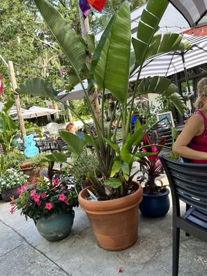 Umbrellas, trees and flowers provide some shade   at Eola General in Orlando