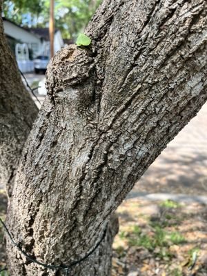 Leaf on nearby tree  at Eola General in Orlando