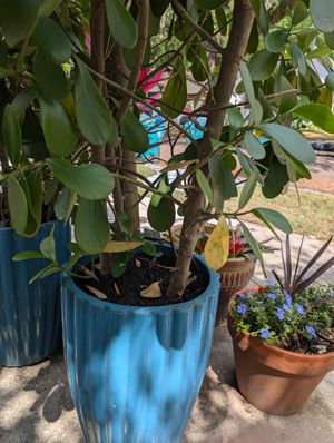 Outdoor Seating at Eola General in Orlando