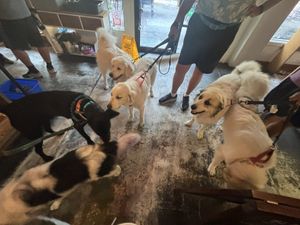 puppy party!  at Eola General in Orlando