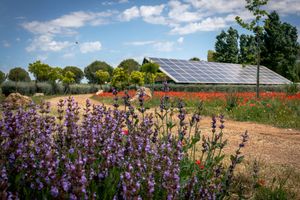 Organic and vegan farm in Salento at Agricola Samadhi in Zollino
