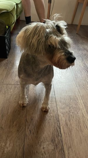 A dog!  at Vege To Coffee in Tokyo