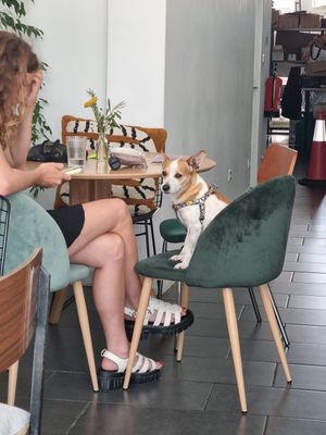 All beings are treated equally 🤭 at Venn Canteen in Porto