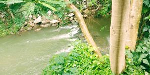 River next to restaurant at Loving Hut - Pak Chong in Pak Chong