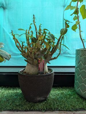 Bonsai at Root Vegan - 本原純素 in Hong Kong Island