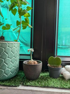 Plants at Root Vegan - 本原純素 in Hong Kong Island