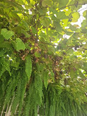  at Hayfields in North Salem