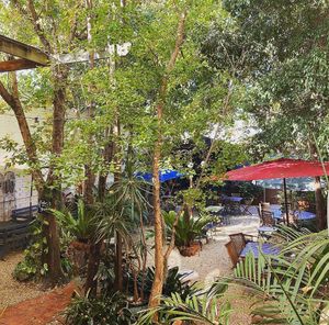 Garden at The Tea Club in Nowra