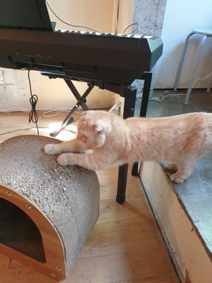 cat friendly at Green Nap in Seoul