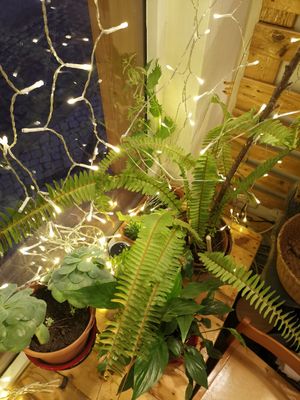 Xmas spirit! With a lot of green 💚🥝🍏 at Roots in Aljezur