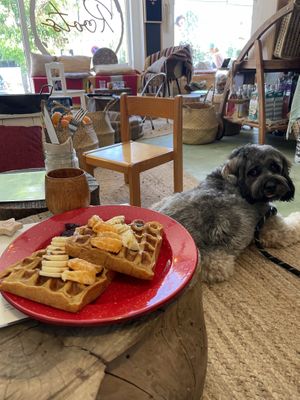 Fruit waffles plus #dogtax  at Roots in Aljezur