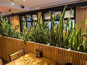 Indoor plants include a forest of snake plants (lule shpata in Albanian- sword flower!) at Crust n Crumb in Pristina
