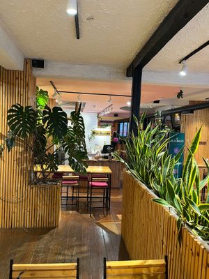 Indoor plants include a forest of snake plants (lule shpata in Albanian- sword flower!) at Crust n Crumb in Pristina
