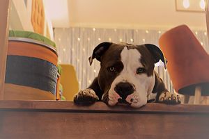 Pet Friendly  at BUNT Bistro in Cluj-napoca