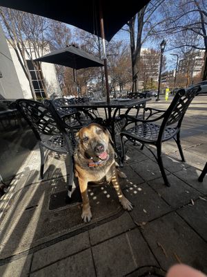 Dog friendly patio  at The Nose Dive in Greenville