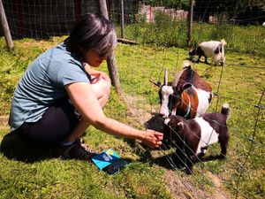Friendly goats 🐐😊 at Spoke Cycles CC in Welwyn