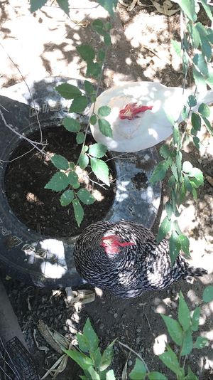 Chickens on patio : ). Owner keeps them as pets.  at Tumbleweeds Bookstore and Cafe in Gardiner