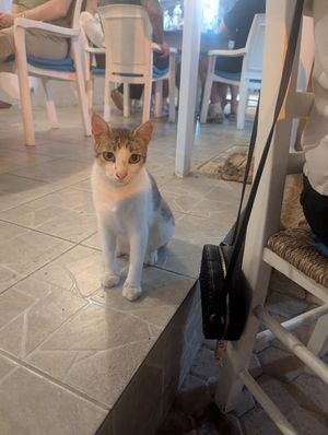  at Takis Taverna in Crete