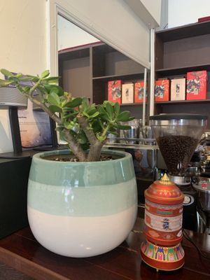   at Karma Tea House in Wollongong