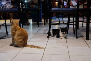 Cats at Ahora Si in Samara