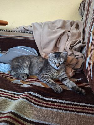 Kitten Luna at Tsnim in Kamnik