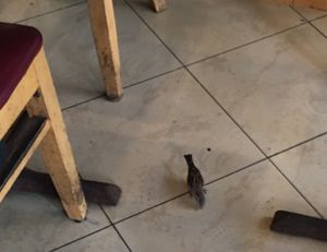 A little bird flew into the (open door) restaurant! :-) at Hanabi in New York City