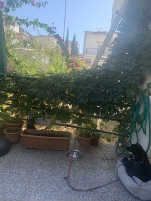 Furry friend , lots of flowers and good vibes   at Lifeboxtr in Kas