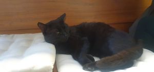 Tierische Gesellschaft (wie fast überall in den Städten) at Lifeboxtr in Kas