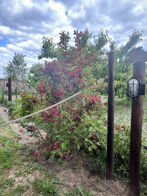   at Zum Kapellchen in Wiesbaden