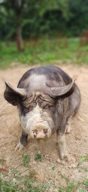  at Aux Colibris de Brenael in Hambye