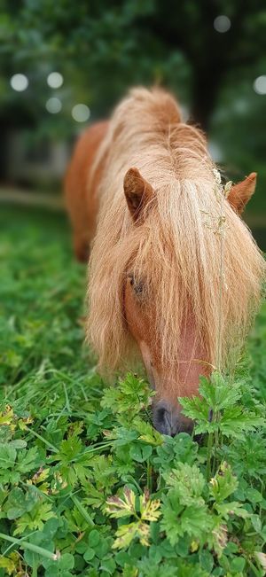  at Aux Colibris de Brenael in Hambye